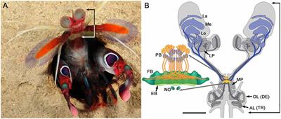 Insect-Like Organization of the Stomatopod Central Complex: Functional and Phylogenetic Implications